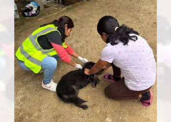 Foto: Municipio de Oaxaca de Juárez // Atención a uno de los canes con gusano barrenador.