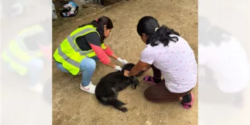 Foto: Municipio de Oaxaca de Juárez // Atención a uno de los canes con gusano barrenador.