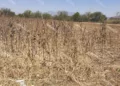 Foto: Archivo El Imparcial // Cambios climáticos y falta de apoyo al campo tiran la producción de maíz.
