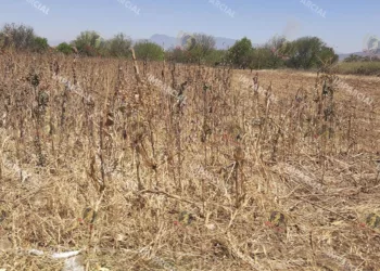 Foto: Archivo El Imparcial // Cambios climáticos y falta de apoyo al campo tiran la producción de maíz.