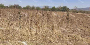Foto: Archivo El Imparcial // Cambios climáticos y falta de apoyo al campo tiran la producción de maíz.