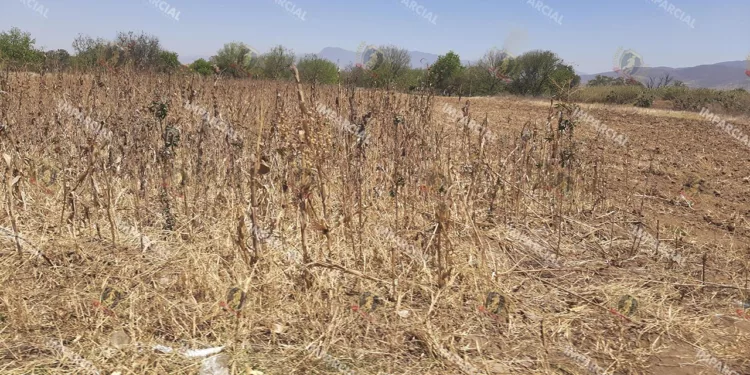 Foto: Archivo El Imparcial // Cambios climáticos y falta de apoyo al campo tiran la producción de maíz.