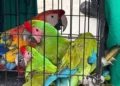 Ejemplares de guacamayas, monos y reptiles fueron incautados por personal de la Profepa.