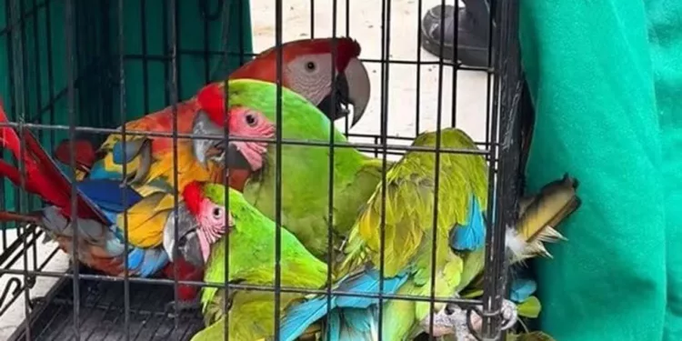 Ejemplares de guacamayas, monos y reptiles fueron incautados por personal de la Profepa.