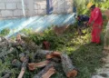 El colapso del ejemplar tipo guamúchil movilizó a los cuerpos de emergencia.