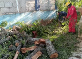 El colapso del ejemplar tipo guamúchil movilizó a los cuerpos de emergencia.