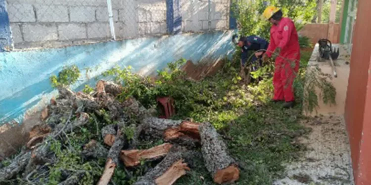 El colapso del ejemplar tipo guamúchil movilizó a los cuerpos de emergencia.