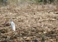 El estado registró afectaciones en el 69.7 por ciento de su territorio, uno de los porcentajes más altos del país.