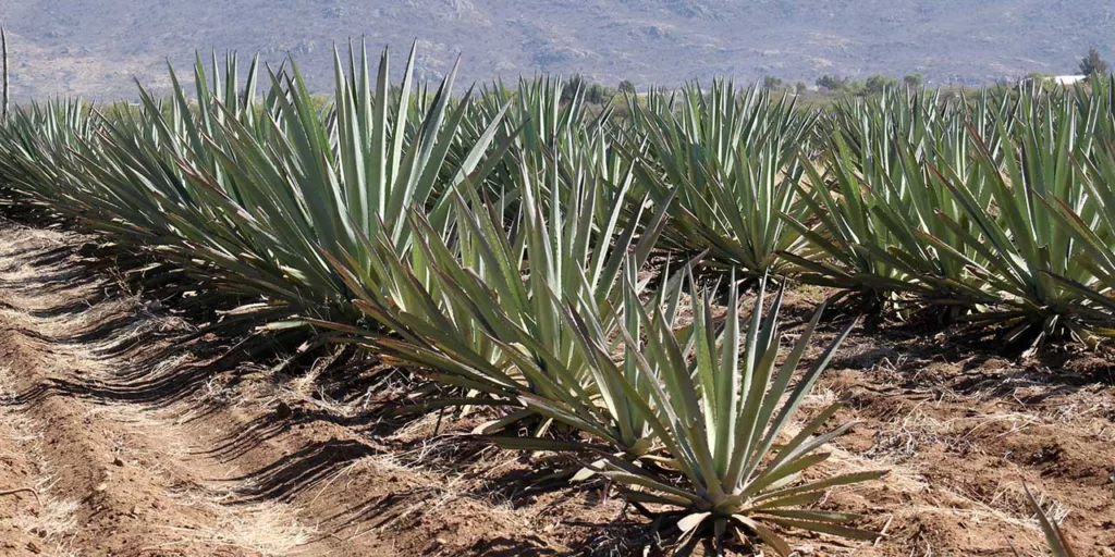 Genera Oaxaca 89.47 % de la producción nacional de mezcal