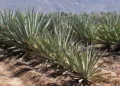 El maguey espadín encabeza el porcentaje con más de 5 millones de litros.