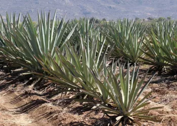 El maguey espadín encabeza el porcentaje con más de 5 millones de litros.