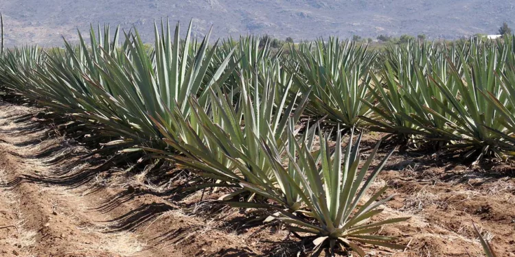 El maguey espadín encabeza el porcentaje con más de 5 millones de litros.