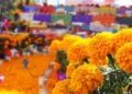 Propiedades y significado de la flor de cempasúchil: ¿Por qué se usa en las ofrendas y para la salud?