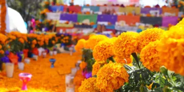 Propiedades y significado de la flor de cempasúchil: ¿Por qué se usa en las ofrendas y para la salud?