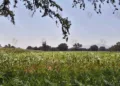 Foto: Archivo El Imparcial // La producción agrícola, actividad estratégica para los oaxaqueños.