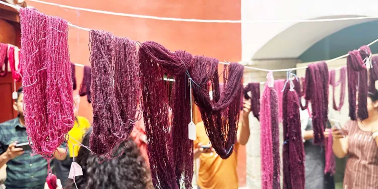 La grana cochinilla revela sus tonalidades en taller de teñido