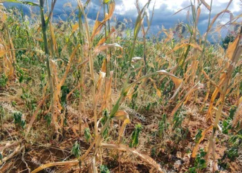 Se perdieron 49 mil hectáreas de siembra de maíz en el estado de Oaxaca.