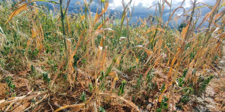 Se perdieron 49 mil hectáreas de siembra de maíz en el estado de Oaxaca.