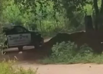Se observó el paso de agentes de la FRIP a bordo de patrullas sobre un camino de terracería.