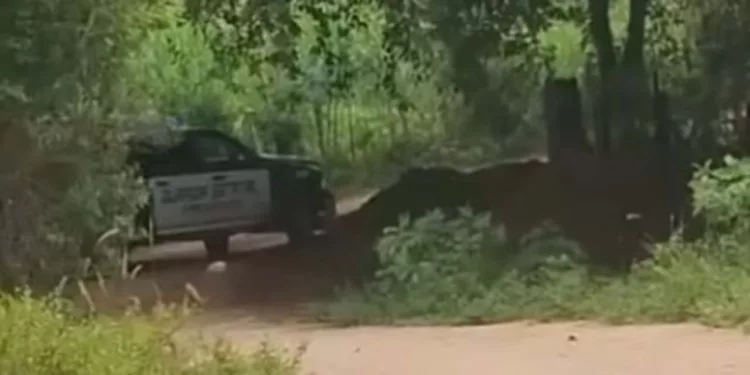 Se observó el paso de agentes de la FRIP a bordo de patrullas sobre un camino de terracería.