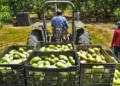 Foto: Sefader // Estiman repunte de 400% en venta de mango oaxaqueño