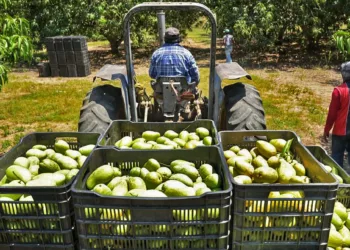 Foto: Sefader // Estiman repunte de 400% en venta de mango oaxaqueño