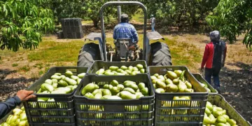 Foto: Sefader // Estiman repunte de 400% en venta de mango oaxaqueño