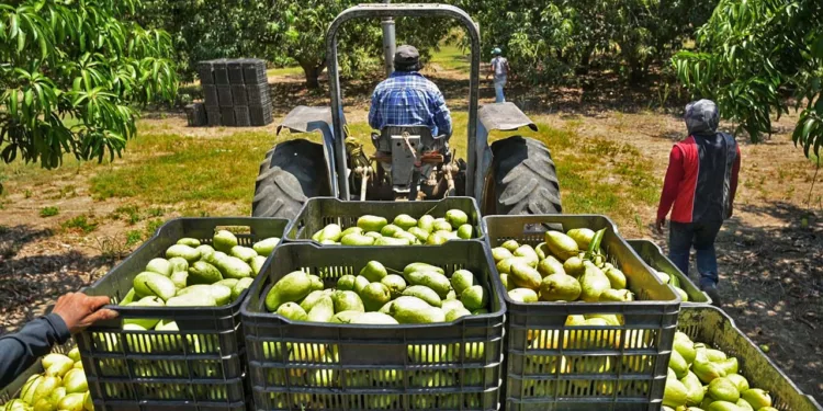 Foto: Sefader // Estiman repunte de 400% en venta de mango oaxaqueño