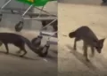 VIDEO | ¡Alerta por rabia en Cancún! Buscan a personas y mascotas que tuvieron contacto con una zorra infectada