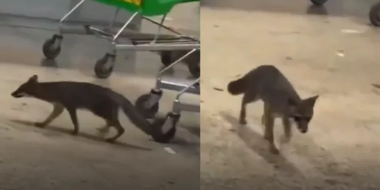 VIDEO | ¡Alerta por rabia en Cancún! Buscan a personas y mascotas que tuvieron contacto con una zorra infectada