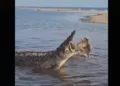 ¡Alerta en La Ventanilla! Reportan turistas lesionados y advierten riesgo por cocodrilos en la laguna