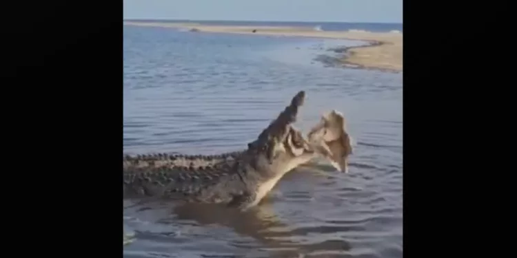 ¡Alerta en La Ventanilla! Reportan turistas lesionados y advierten riesgo por cocodrilos en la laguna