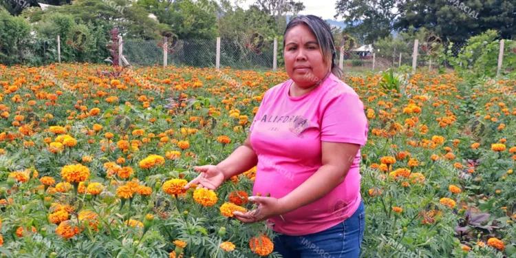 Fotos: Adrián Gaytán // La floricultora explicó que estos días nublados les han afectado dado que la planta necesita un poco de luz para florecer.