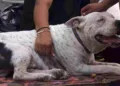 Rebasa los mil casos la miasis por barrenador en perros