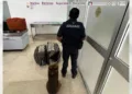 Nuevo golpe federal; Marina, ANAM y GN