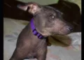 ¡Hoy es el día del guardián del Mictlán! México celebra por primera vez al xoloitzcuintle
