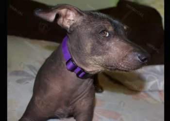 ¡Hoy es el día del guardián del Mictlán! México celebra por primera vez al xoloitzcuintle