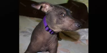 ¡Hoy es el día del guardián del Mictlán! México celebra por primera vez al xoloitzcuintle