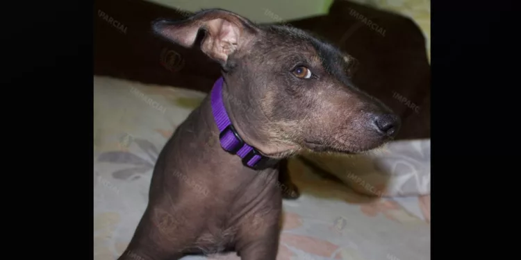 ¡Hoy es el día del guardián del Mictlán! México celebra por primera vez al xoloitzcuintle